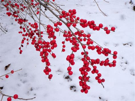 Winter Berries bet365